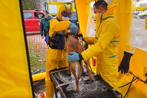 En ese periodo se contabilizaron 1.313 desinfecciones de personas, 674 desinfecciones de vehículos ligeros y 121 desinfecciones de perros