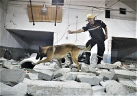 La UME cuenta con seis equipos cinológicos distribuidos en los diferentes Batallones de Intervención en Emergencias, con un total de 48 perros