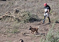 Los perros que forman parte de los equipos de la UME han sido seleccionados por su gran capacidad de trabajo e instinto de caza y presa
