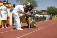 Hoy se ha entregado en el Centro Militar Canino de la Defensa el premio al “Perro del Año 2016”, perteneciente a las Cuerpos y Fuerzas de Seguridad del Estado, y merecedor de la mención por 