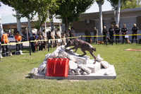 Ayer se inauguró una escultura dedicada al perro de Búsqueda y Rescate en las instalaciones de la UME en Torrejón de Ardoz. Esta iniciativa surgió tras el fallecimiento de “Majo”, un perro del BIEM 1 que falleció en acto de servicio en el 2014 al precipitarse por el hueco de un ascensor.