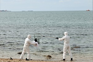 Durante el ejercicio también se simuló la recogida y primeras atenciones a fauna afectada por un vertido de hidrocarburos