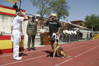 Hoy se ha entregado en el Centro Militar Canino de la Defensa el premio al “Perro del Año 2016”, perteneciente a las Cuerpos y Fuerzas de Seguridad del Estado, y merecedor de la mención por 