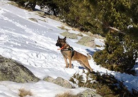 Los equipos cinológicos del 4º Batallón de Intervención en Emergencias particiaron en las prácticas de busqueda de personas víctimas de avalancha