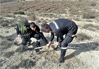 Plantción de ejemplares de pinos carrasco en el CENAD San Gregorio