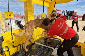 Durante las Escuelas Prácticas se ha puesto en práctica un protocolo de descontaminación de animales con múltiples variaciones